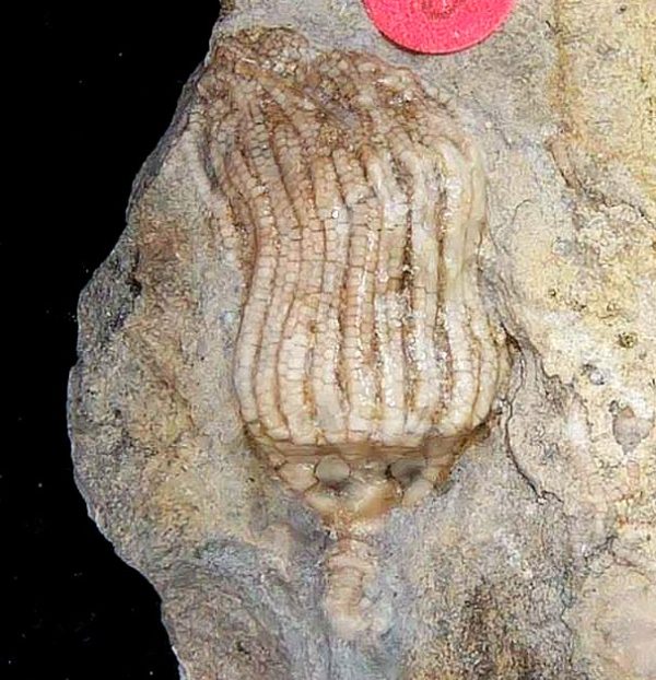 Gilmore City Iowa Crinoid Mississippian Age #200 - Image 2