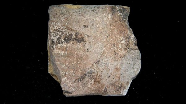 Gilmore City Iowa Crinoid Mississippian Age #200 - Image 3