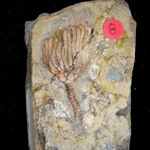 Gilmore City Iowa Crinoid Mississippian Age #201