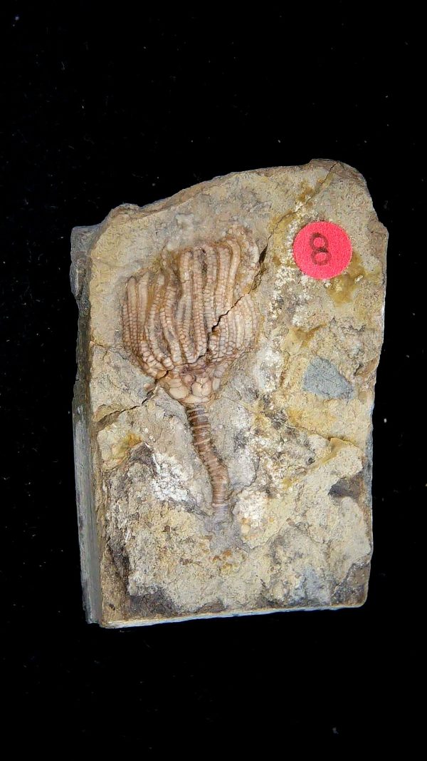 Gilmore City Iowa Crinoid Mississippian Age #201