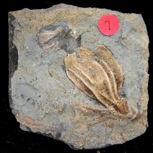 Gilmore City Iowa Crinoid Mississippian Age #202