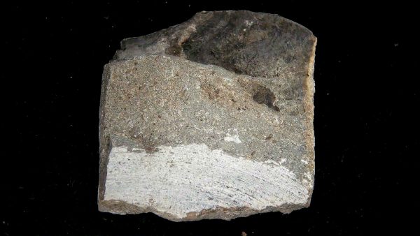 Gilmore City Iowa Crinoid Mississippian Age #202 - Image 3