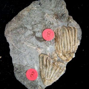 Gilmore City Iowa Crinoid Mississippian Age #203