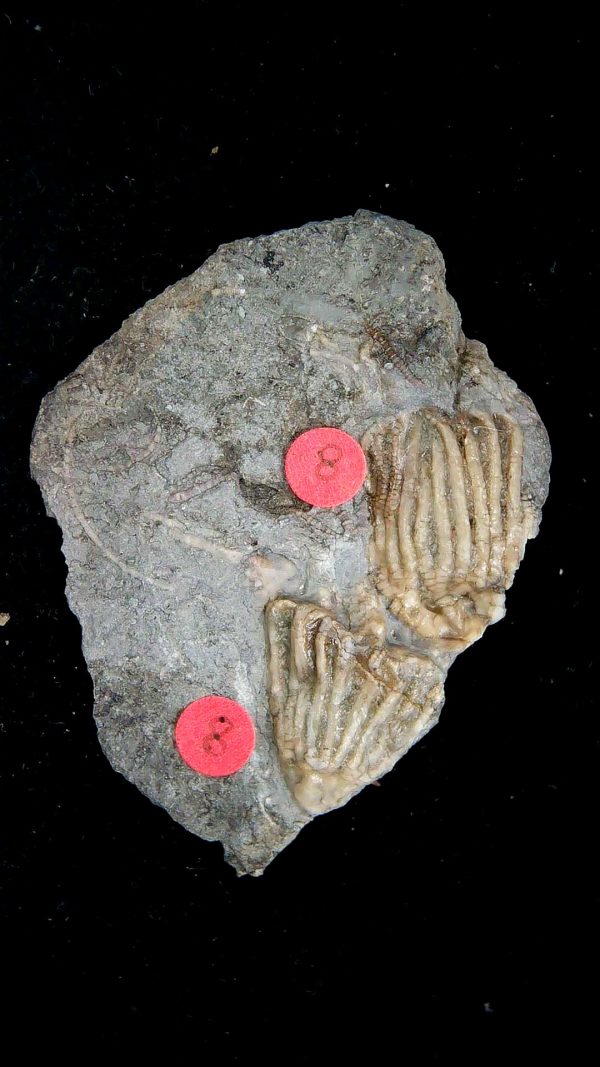 Gilmore City Iowa Crinoid Mississippian Age #203
