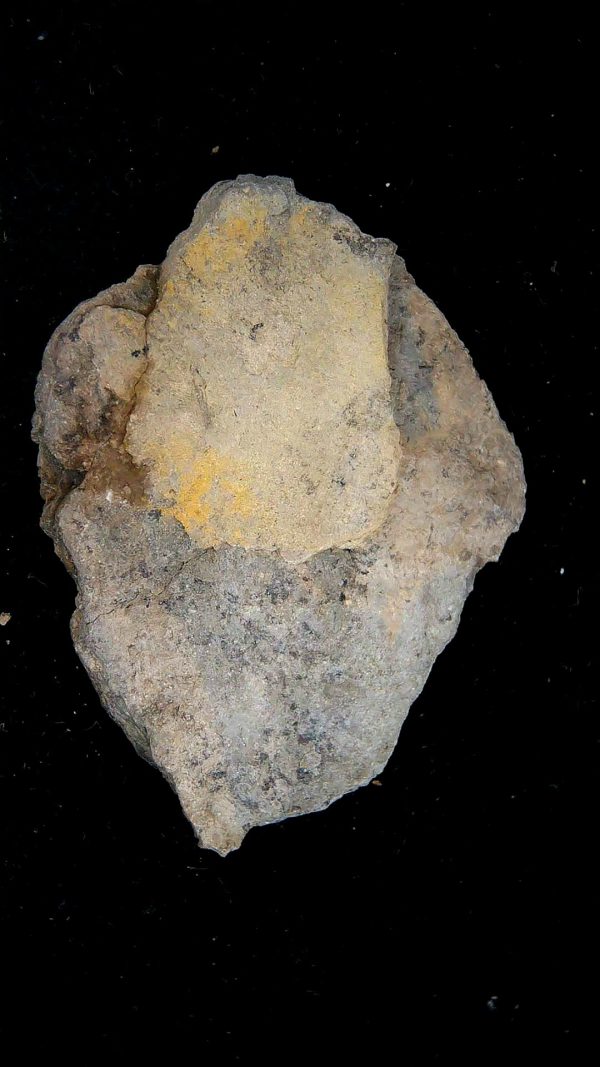 Gilmore City Iowa Crinoid Mississippian Age #203 - Image 3