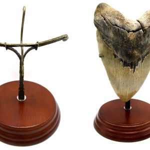 Fossil Megalodon Tooth Stand For Medium to Large Teeth