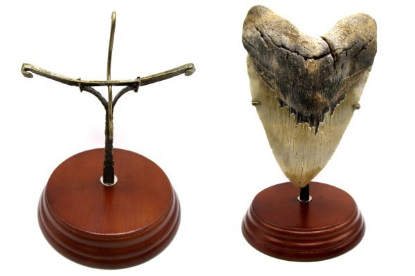 Fossil Megalodon Tooth Stand For Medium to Large Teeth