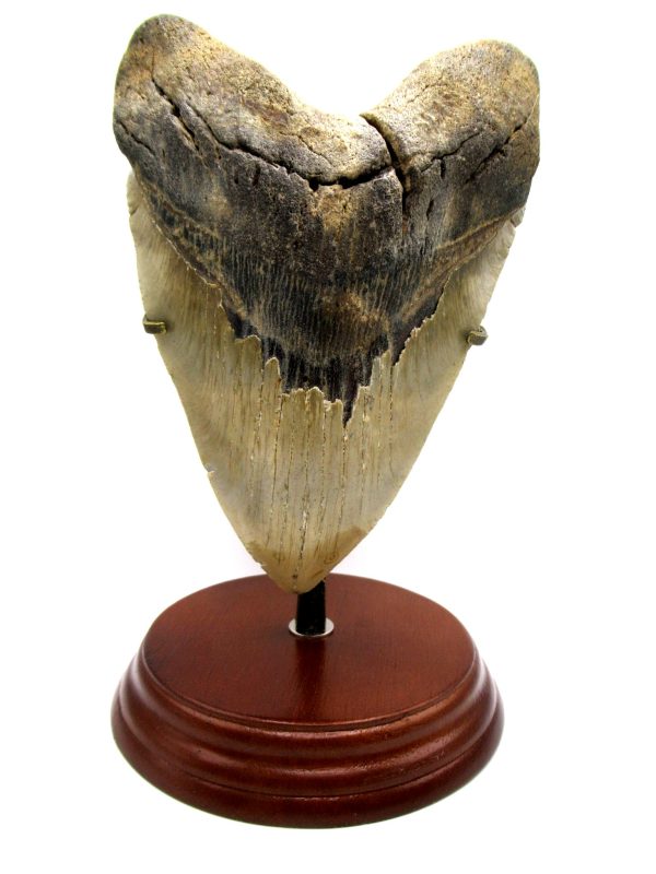 Fossil Megalodon Tooth Stand For Medium to Large Teeth - Image 6