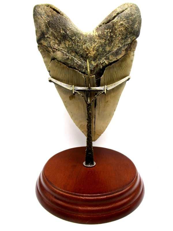 Fossil Megalodon Tooth Stand For Medium to Large Teeth - Image 5