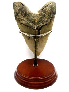 Fossil Megalodon Tooth