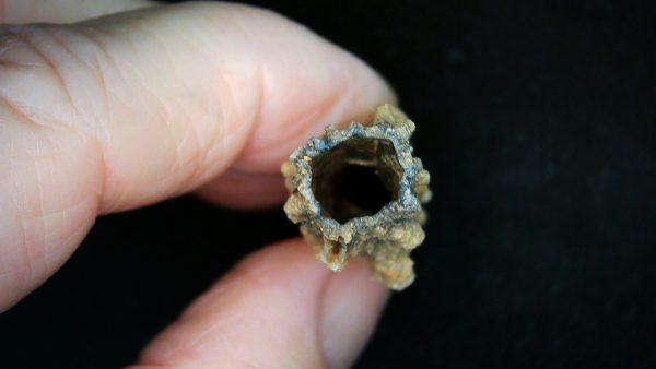 Fulgurite "Fossil Lightening" from Sahara Desert N. Africa #1 - 2.34" - Image 3