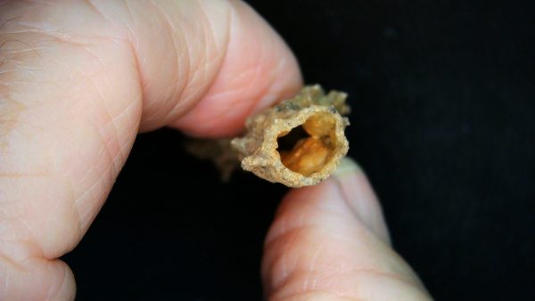 Fulgurite "Fossil Lightening" from Sahara Desert N. Africa #2 - 2.25" - Image 3