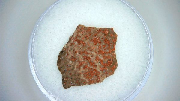 Dinosaur Egg Collection - Set of 3 Different Dinosaurs  #13 - Image 4