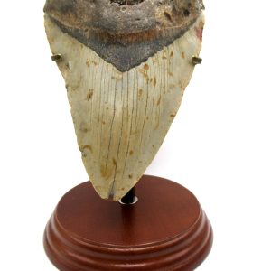 Megalodon Shark Tooth - S. Carolina 5.83" #80