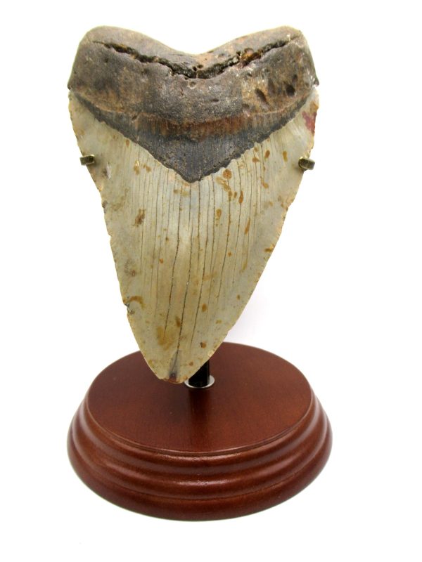 Megalodon Shark Tooth - S. Carolina 5.83" #80