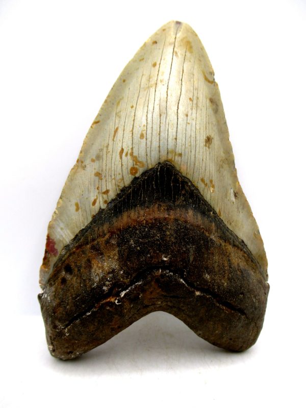 Megalodon Shark Tooth - S. Carolina 5.83" #80 - Image 4