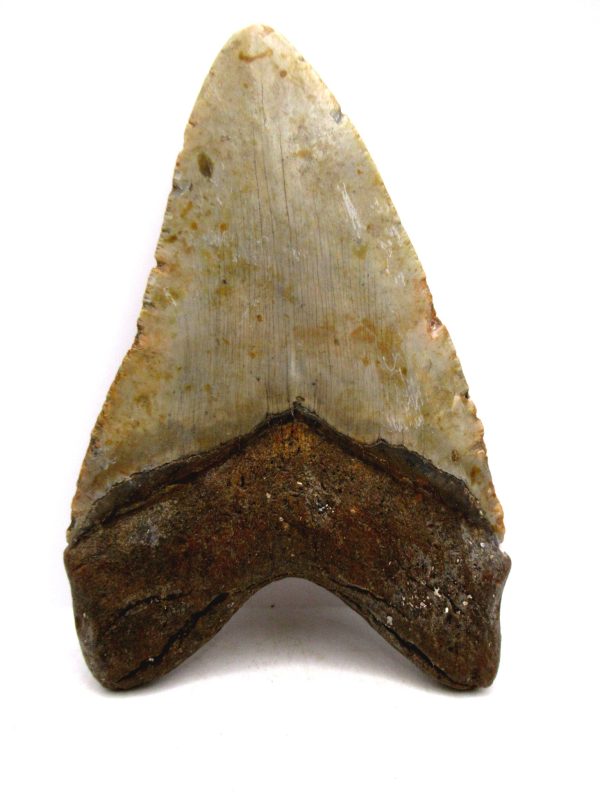 Megalodon Shark Tooth - S. Carolina 5.83" #80 - Image 3