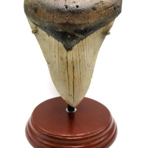 Megalodon Shark Tooth - S. Carolina 5.57" #81