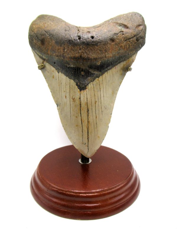 Megalodon Shark Tooth - S. Carolina 5.57" #81