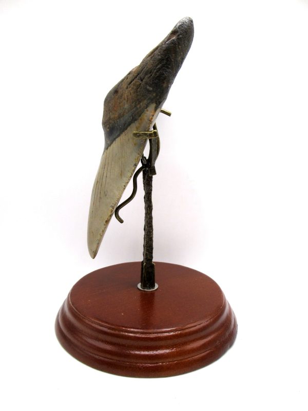 Megalodon Shark Tooth - S. Carolina 5.57" #81 - Image 2