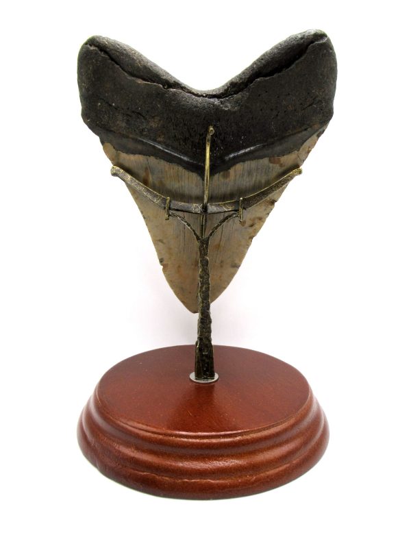 Megalodon Shark Tooth - S. Carolina 5.57" #81 - Image 6