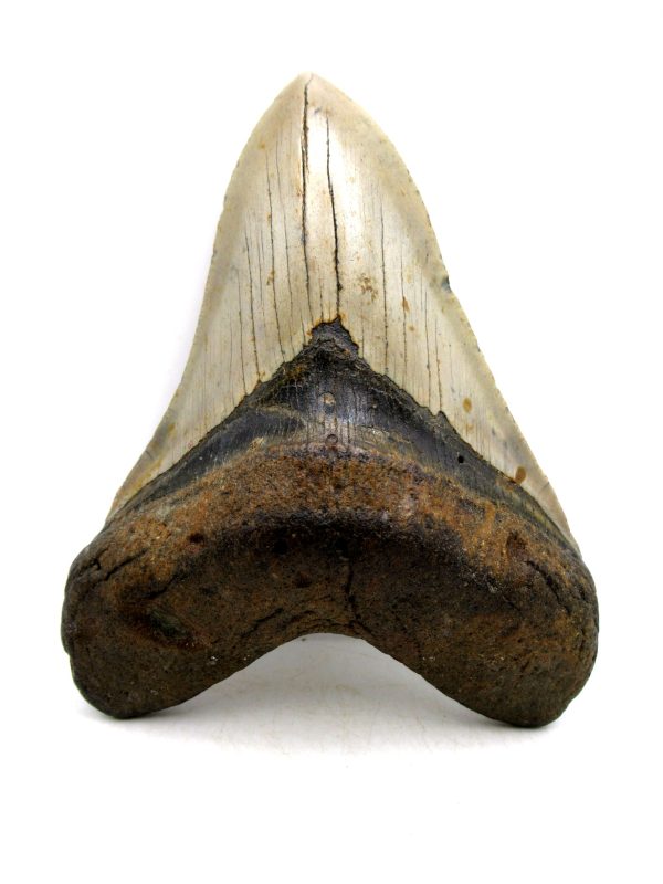 Megalodon Shark Tooth - S. Carolina 5.57" #81 - Image 4