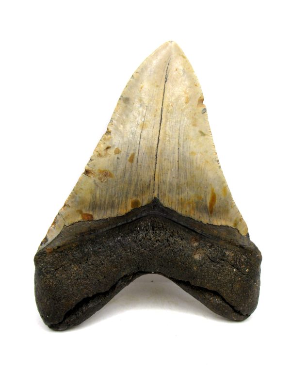 Megalodon Shark Tooth - S. Carolina 5.57" #81 - Image 3