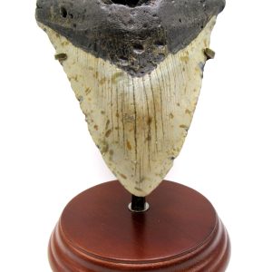 Megalodon Shark Tooth - S. Carolina 5.70" #82