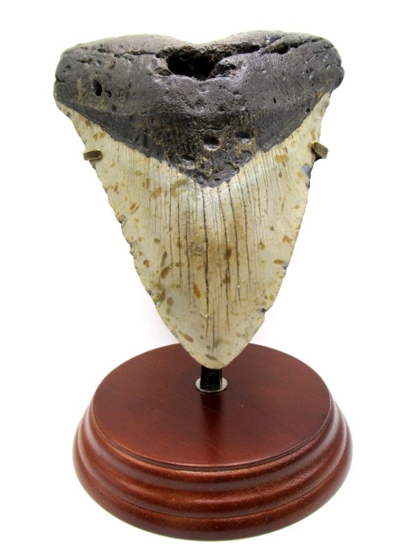 Megalodon Shark Tooth - S. Carolina 5.70" #82