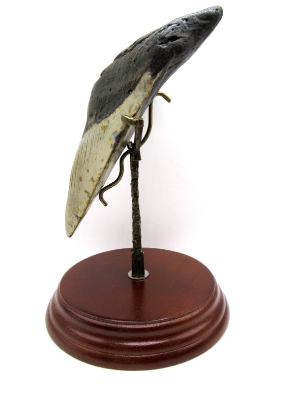 Megalodon Shark Tooth - S. Carolina 5.70" #82 - Image 2