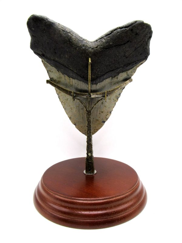 Megalodon Shark Tooth - S. Carolina 5.70" #82 - Image 6