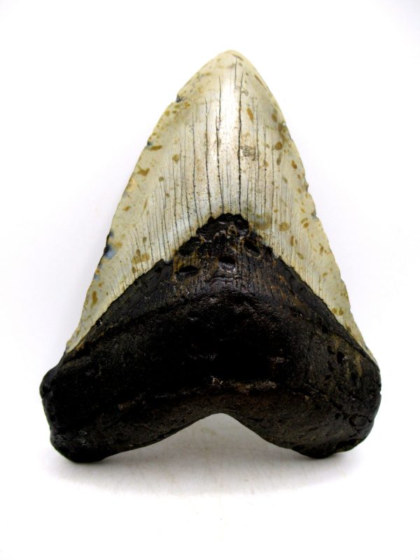 Megalodon Shark Tooth - S. Carolina 5.70" #82 - Image 4