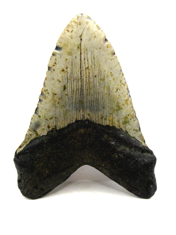 Megalodon Shark Tooth - S. Carolina 5.70" #82 - Image 3