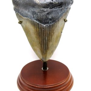 Megalodon Shark Tooth - S. Carolina 5.76" #83