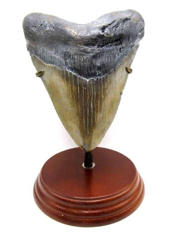 Megalodon Shark Tooth - S. Carolina 5.76" #83
