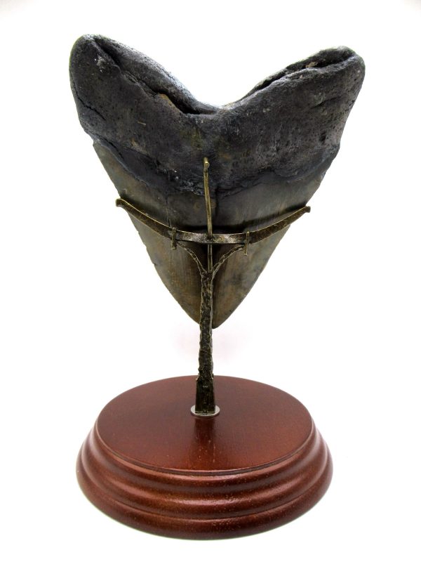 Megalodon Shark Tooth - S. Carolina 5.76" #83 - Image 6