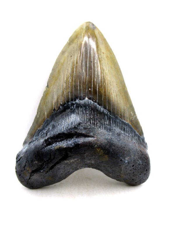 Megalodon Shark Tooth - S. Carolina 5.76" #83 - Image 4