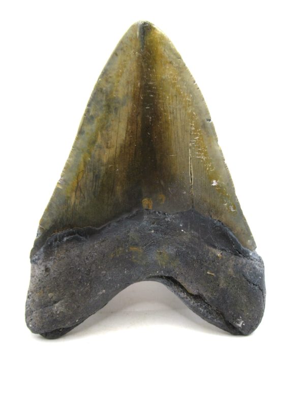 Megalodon Shark Tooth - S. Carolina 5.76" #83 - Image 3
