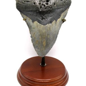 Megalodon Shark Tooth - S. Carolina 5.85" #84