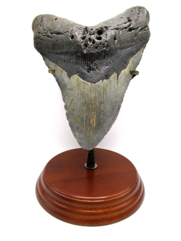 Megalodon Shark Tooth - S. Carolina 5.85" #84