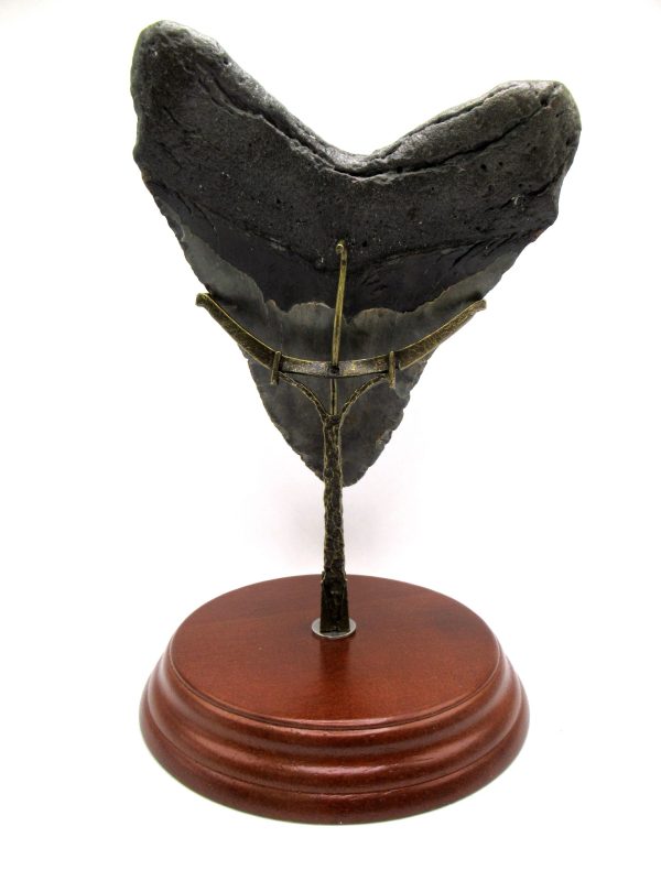 Megalodon Shark Tooth - S. Carolina 5.85" #84 - Image 6