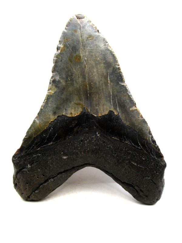 Megalodon Shark Tooth - S. Carolina 5.85" #84 - Image 3
