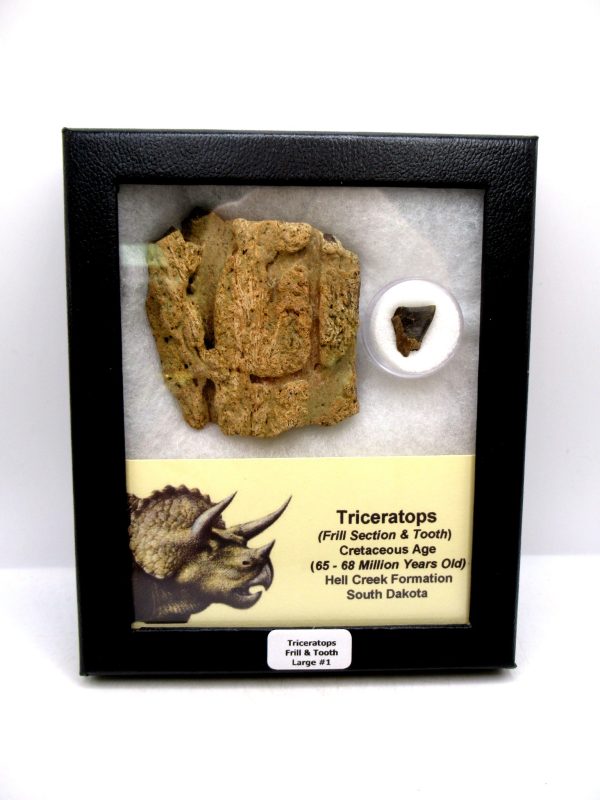 Genuine Cretaceous Age Triceratops Frill & Tooth Large Fossils for Sale from South Dakota #1