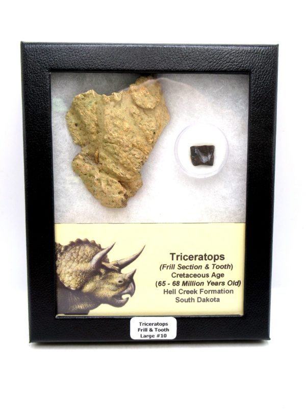 Genuine Cretaceous Age Triceratops Frill & Tooth Large Fossils for Sale from South Dakota #10