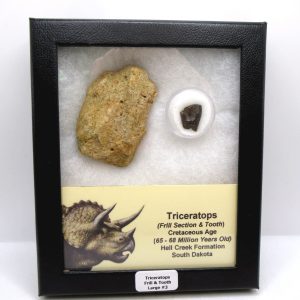 Triceratops Frill and Tooth Set Cretaceous Age - Large Set #3