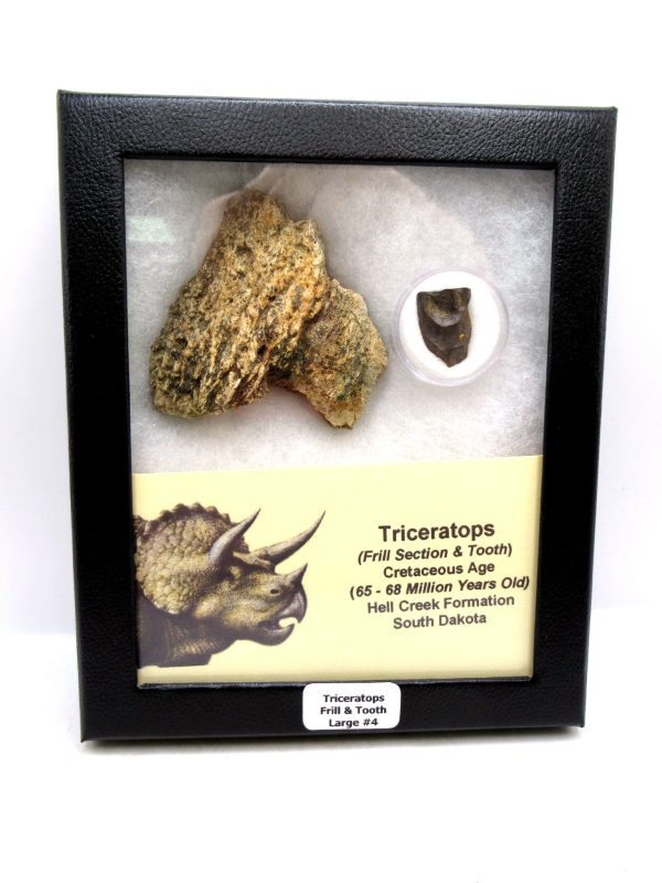 Genuine Cretaceous Age Triceratops Frill & Tooth Large Fossils for Sale from South Dakota #4