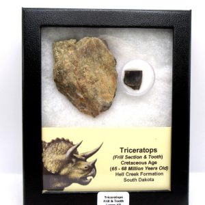 Triceratops Frill and Tooth Set Cretaceous Age - Large Set #5