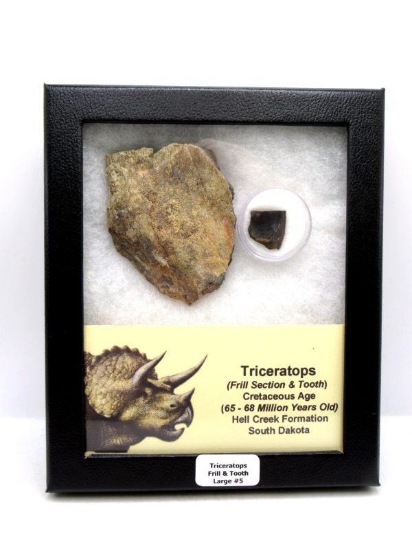 Genuine Cretaceous Age Triceratops Frill & Tooth Large Fossils for Sale from South Dakota #5