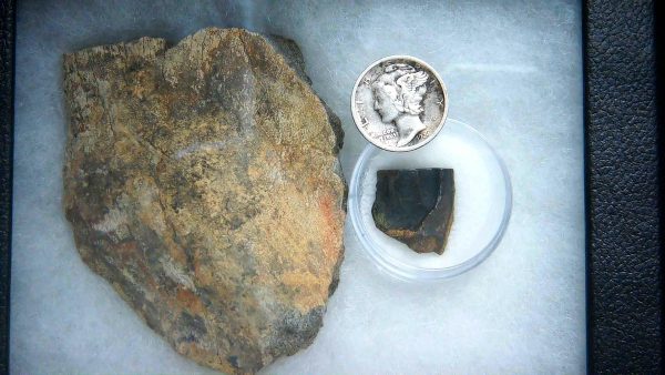 Genuine Cretaceous Age Triceratops Frill & Tooth Large Fossils for Sale from South Dakota #5a