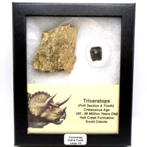 Triceratops Frill and Tooth Set Cretaceous Age - Large Set #6